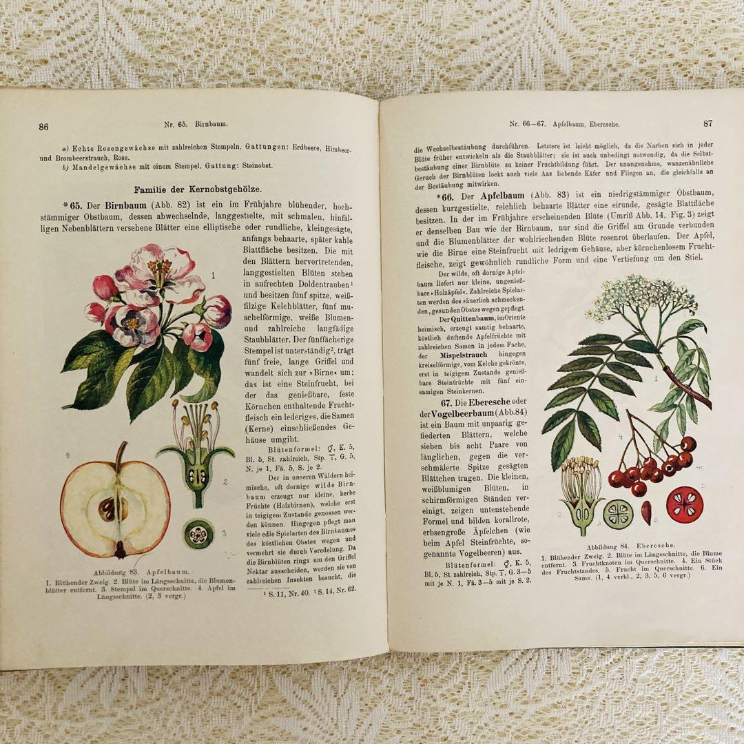 洋書　古書　2点　ドイツ語の動植物図鑑と植物図鑑 79③ビンテージ植物絵 植物図鑑 洋書古書 ボタンニカルアート