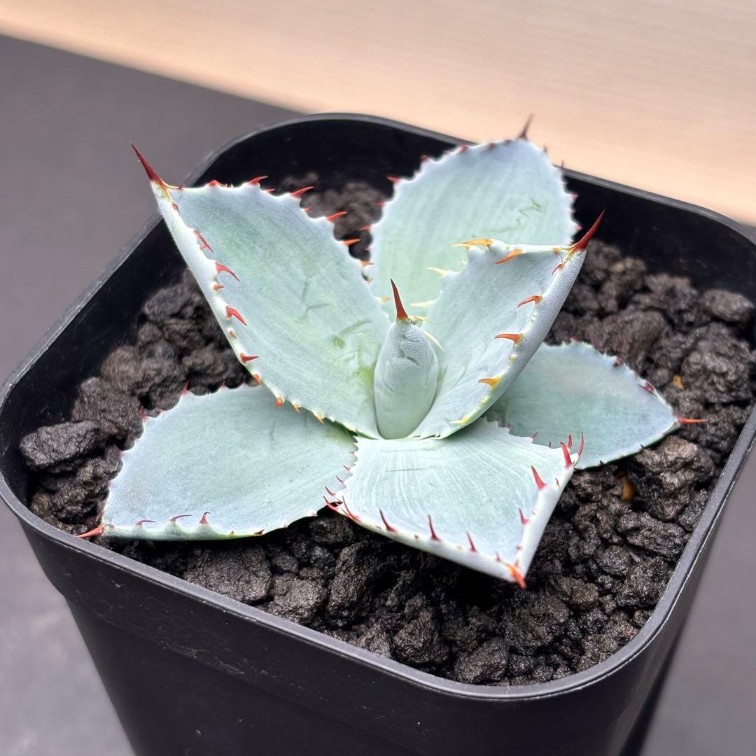 アガベ ハイブリッド 激怒甲蟹×屈原の舞扇 子株 アガベ ハイブリッド 激怒甲蟹×屈原の舞扇 子株