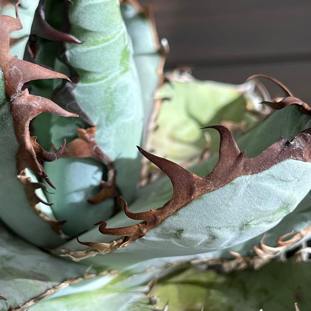 アガベ ブルー実生 黒鋸歯 アガベ ブルー実生 黒鋸歯