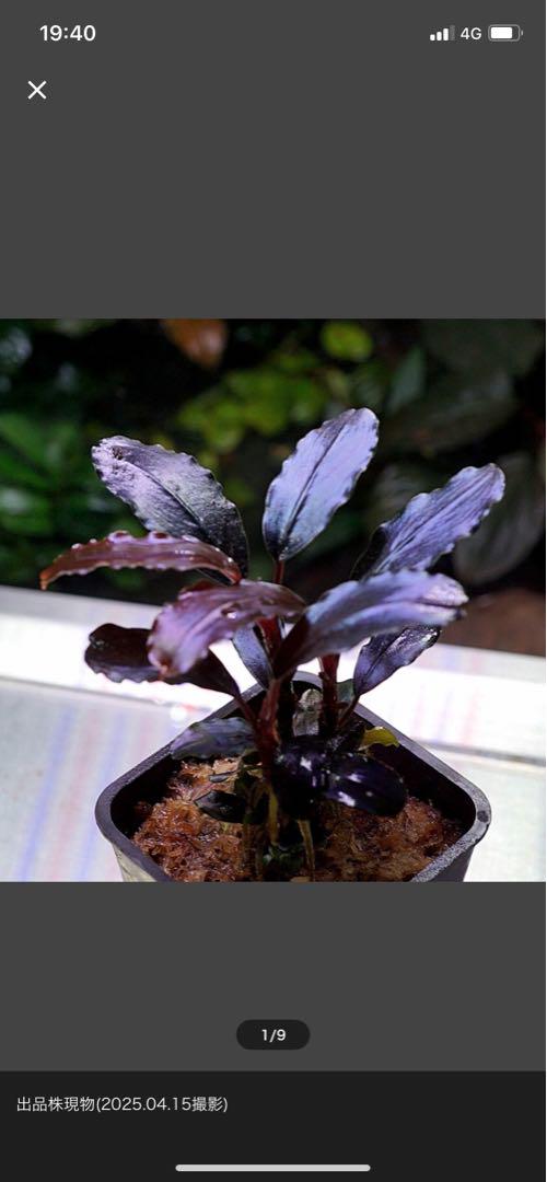 Bucephalandra ブセファランドラ sp. ティアブルー