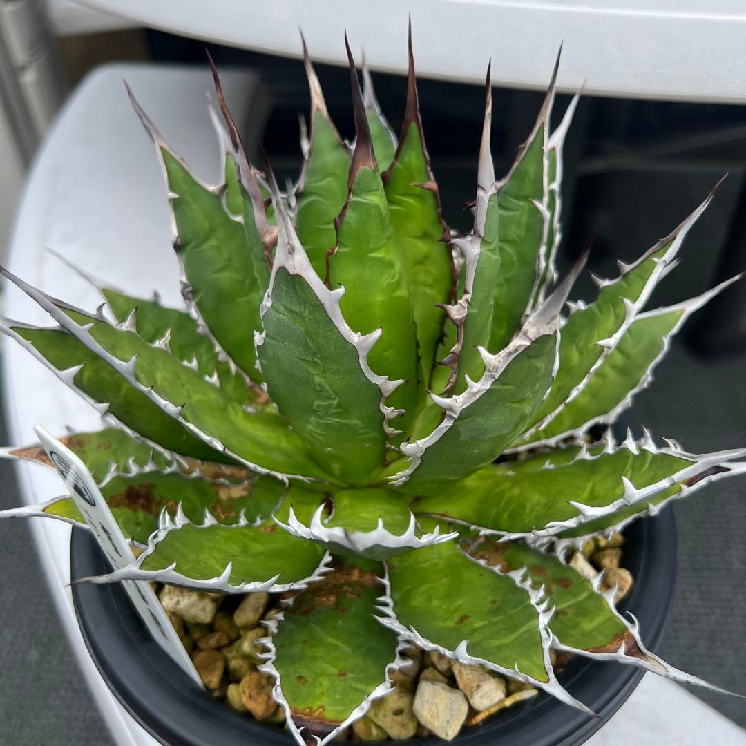 アガベ　ホリダ