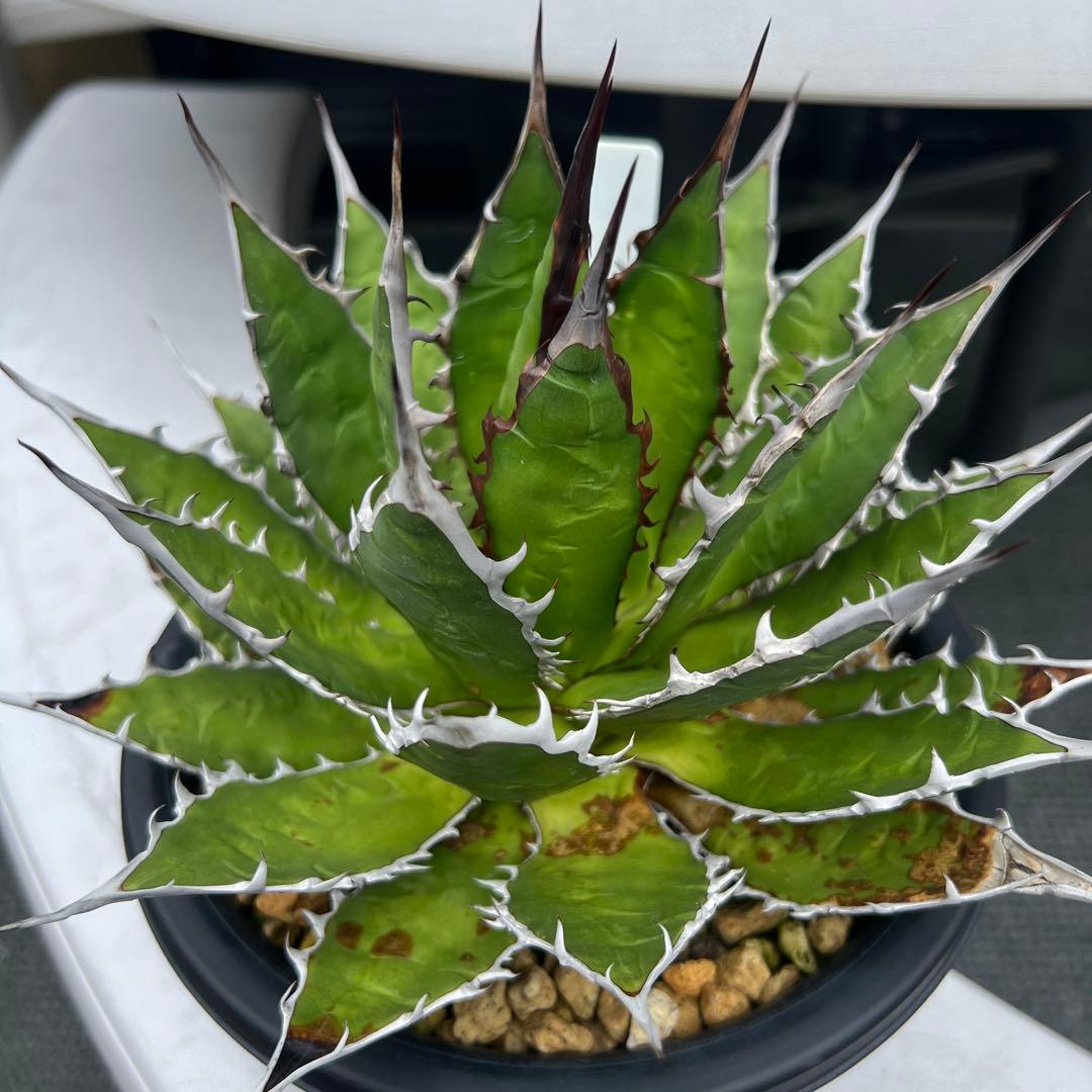 アガベ　ホリダ