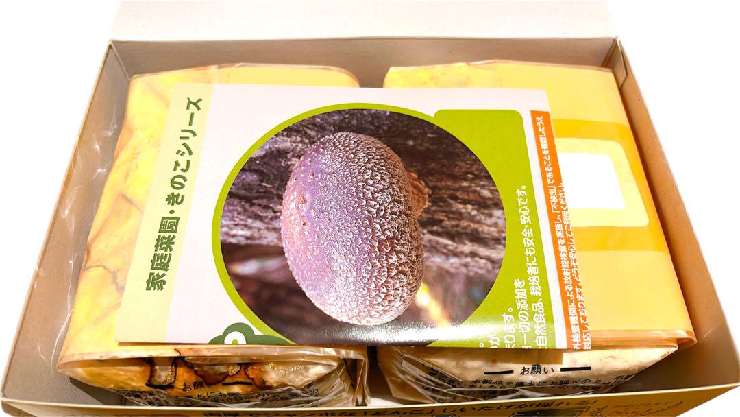 再値下げ　森のきのこ倶楽部 しいたけ種駒 森290号 にく丸 800個入り