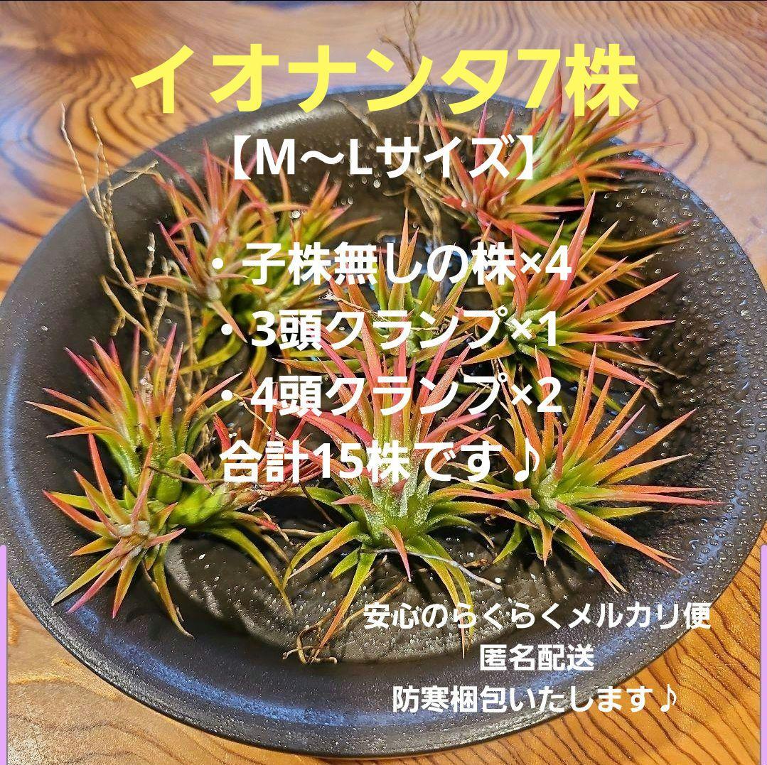 【7株 M～L】イオナンタ 総勢15株♪クランプ株 エアープランツ チランジア