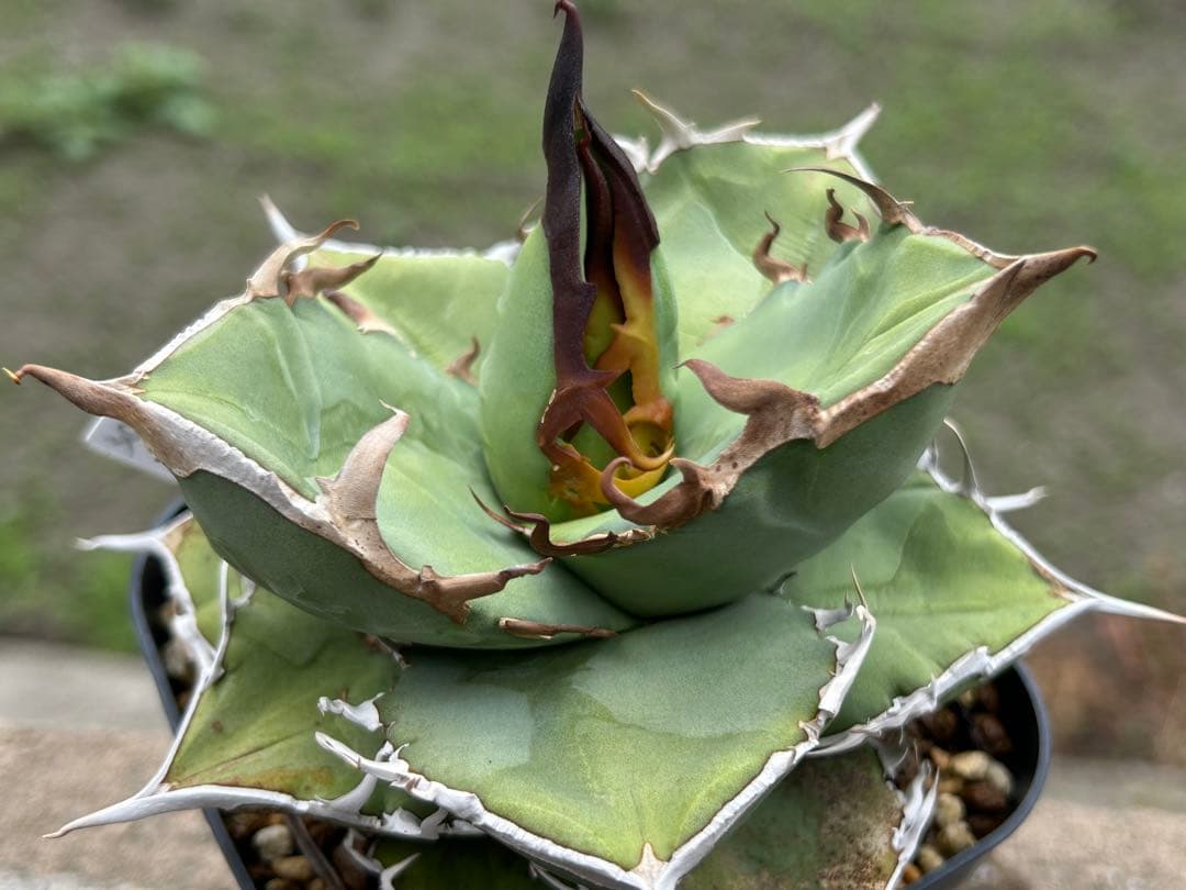 アメリカンラケット様 リクエスト 2点 まとめ商品