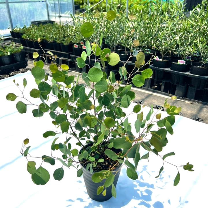 ユーカリ ポポラス ユーカリポポラス苗 株立 人気の定番 ユーカリポポラス苗 ユーカリ ポポラス ユーカリポポラス苗 株立 人気の定番 ユーカリポポラス苗