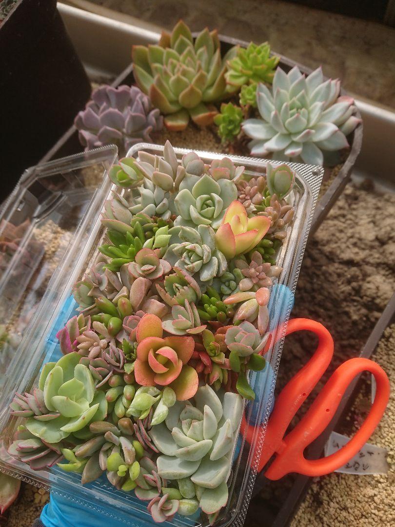 多肉植物 12✕19センチフードパック5パックセット