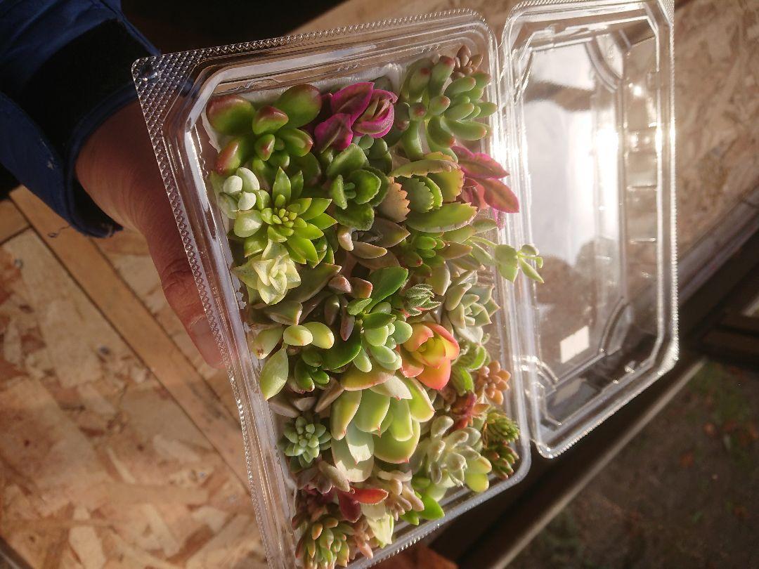 多肉植物 12✕19センチフードパック5パックセット