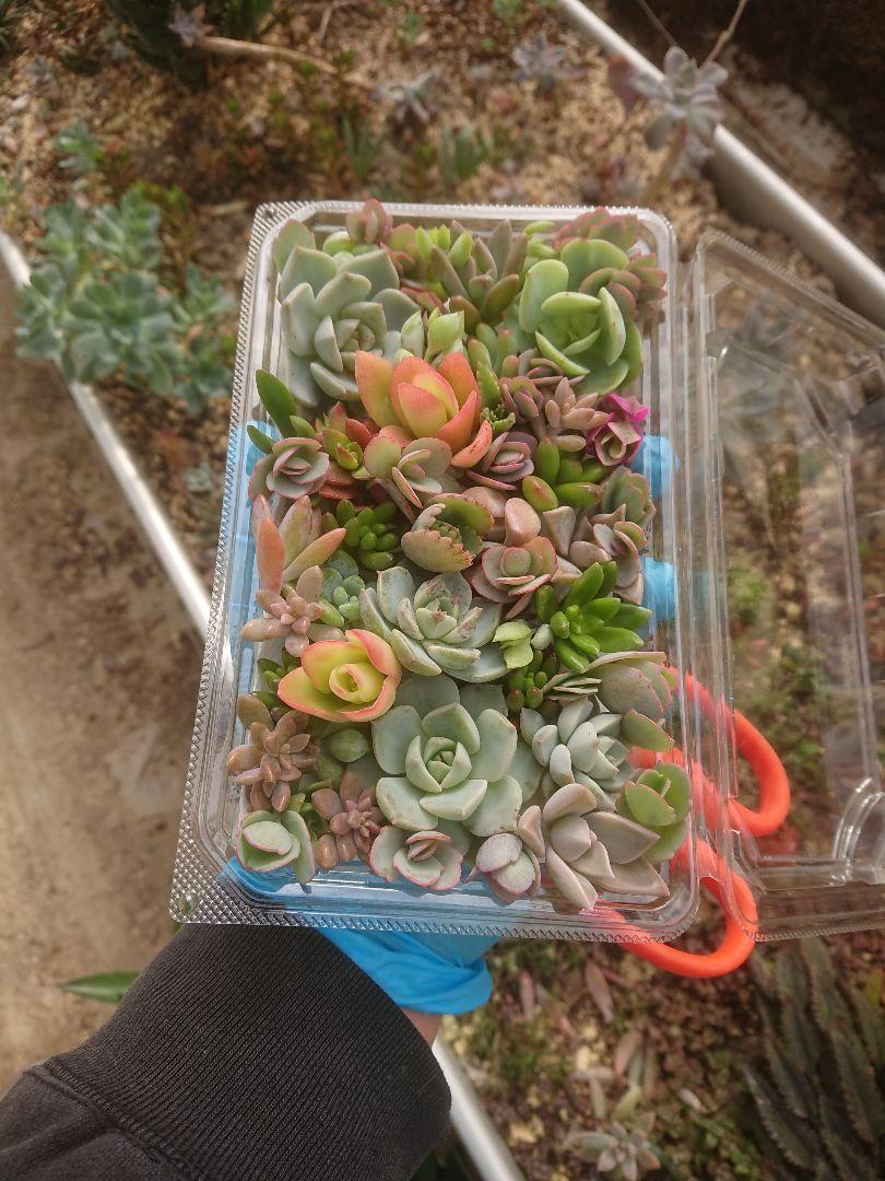 多肉植物 12✕19センチフードパック5パックセット