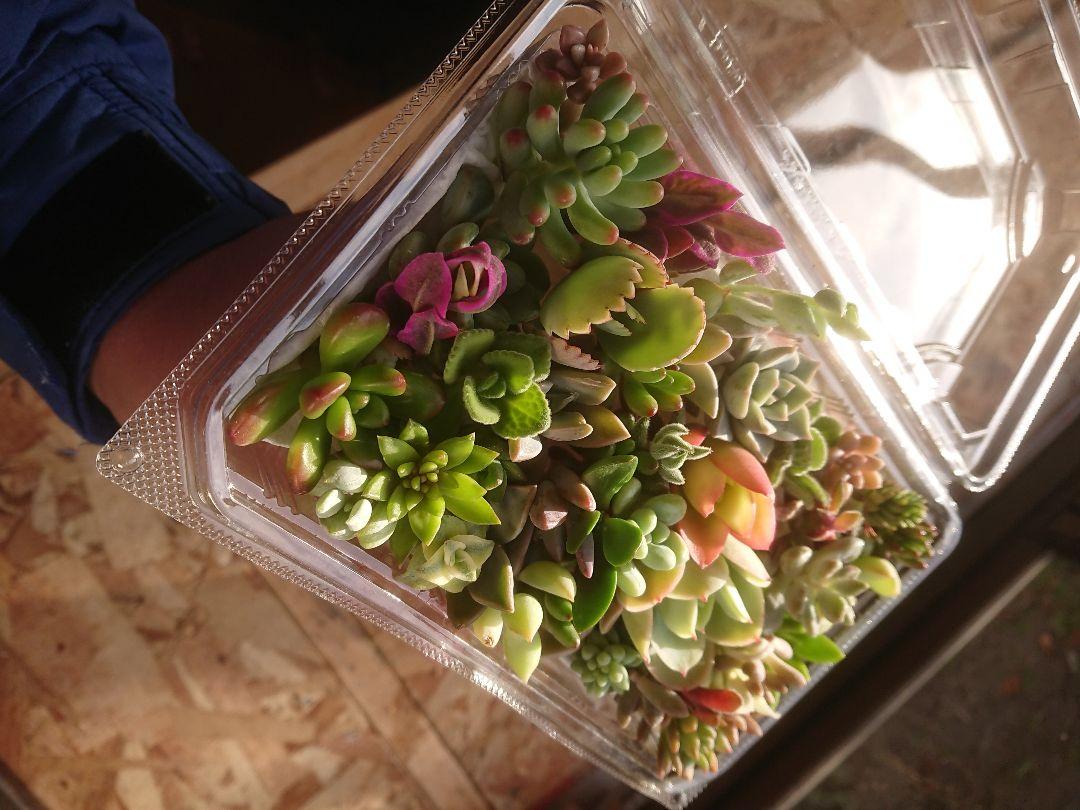 多肉植物 12✕19センチフードパック5パックセット