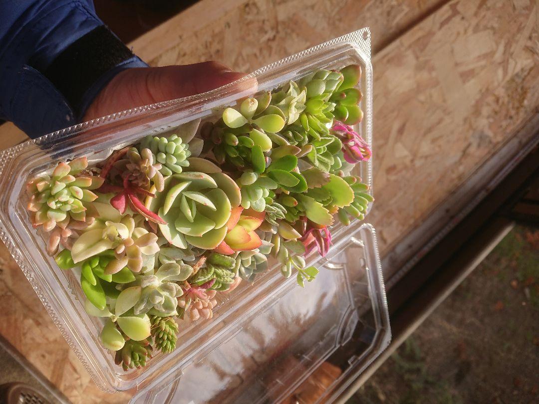 多肉植物 12✕19センチフードパック5パックセット