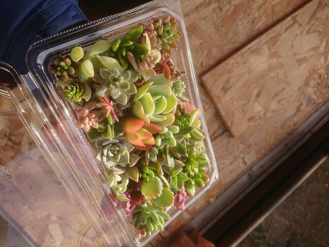 多肉植物 12✕19センチフードパック5パックセット