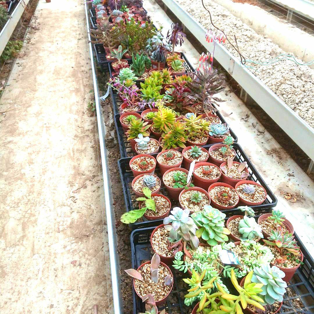 多肉植物 12✕19センチフードパック5パックセット