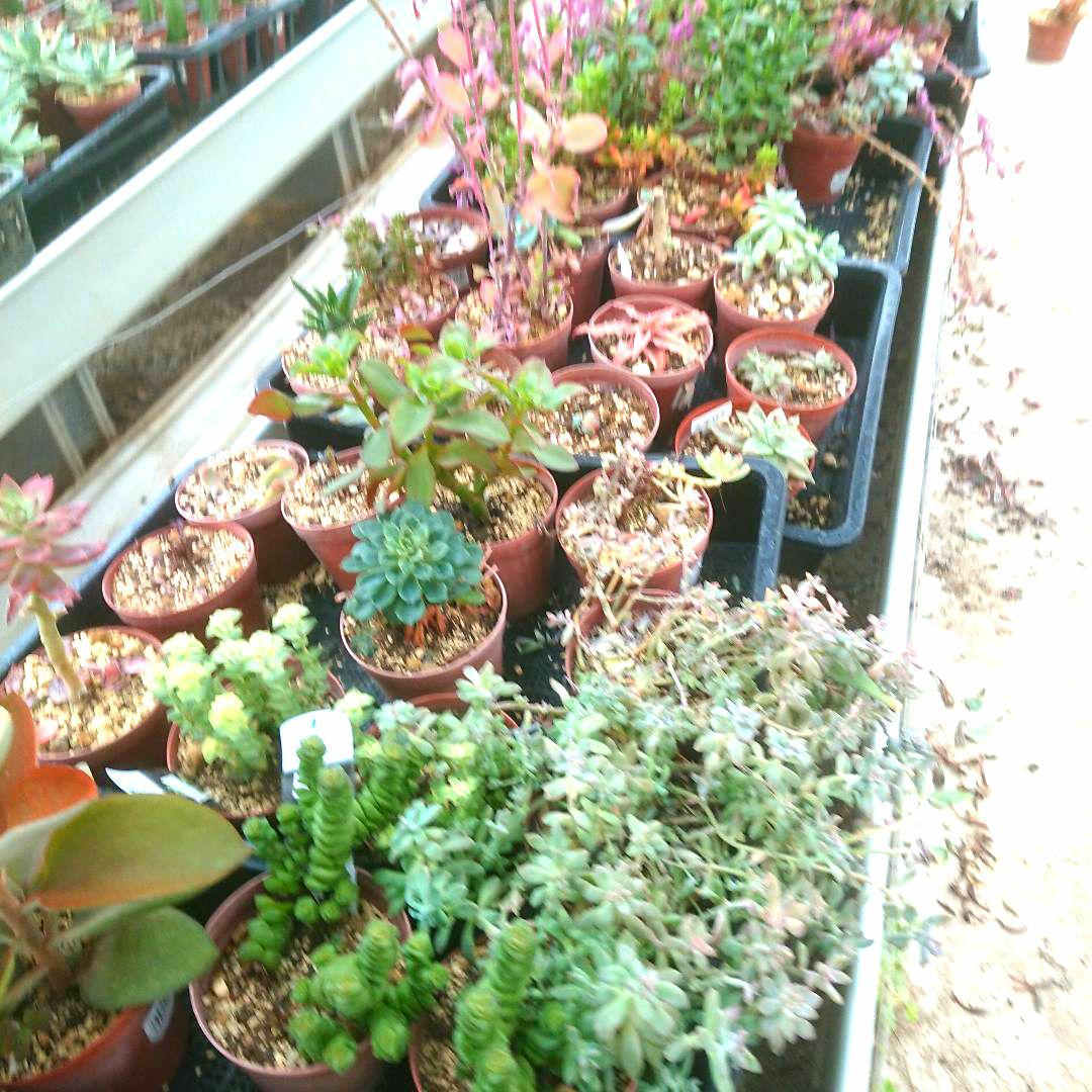 多肉植物 12✕19センチフードパック5パックセット