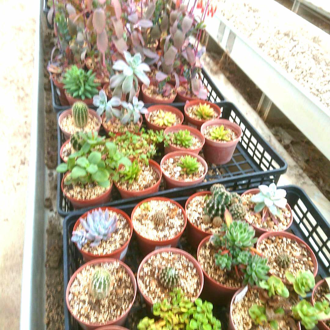 多肉植物 12✕19センチフードパック5パックセット