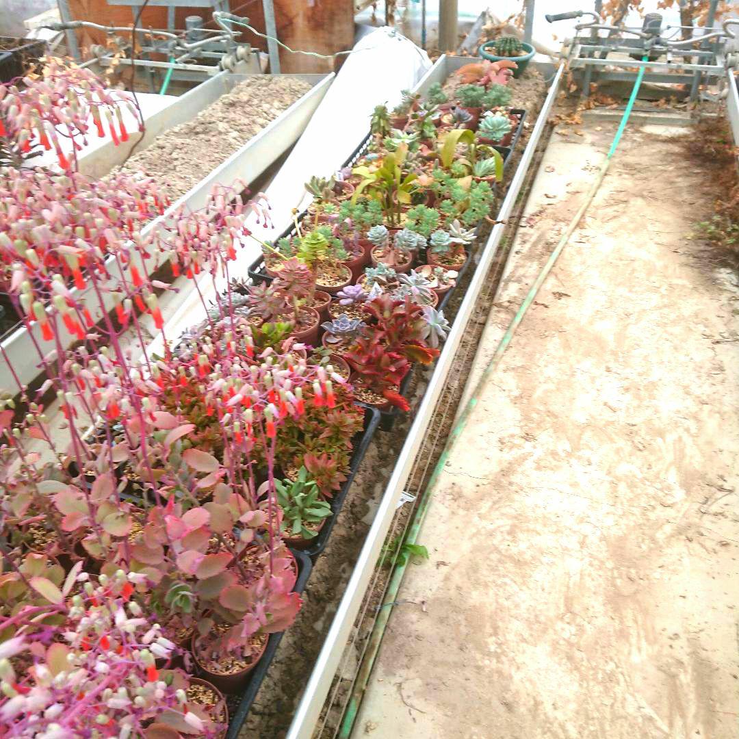 多肉植物 12✕19センチフードパック5パックセット
