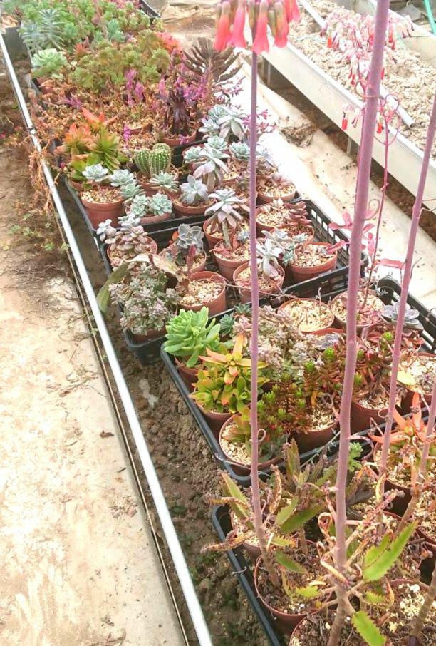 多肉植物 12✕19センチフードパック5パックセット