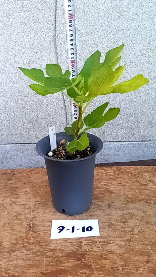 LSUタイガー10　シャーアンバーの15、ゴールドの6 LSU Tiger Fig(LSUタイガー イチジク)の特徴・味・耐寒性・栽培