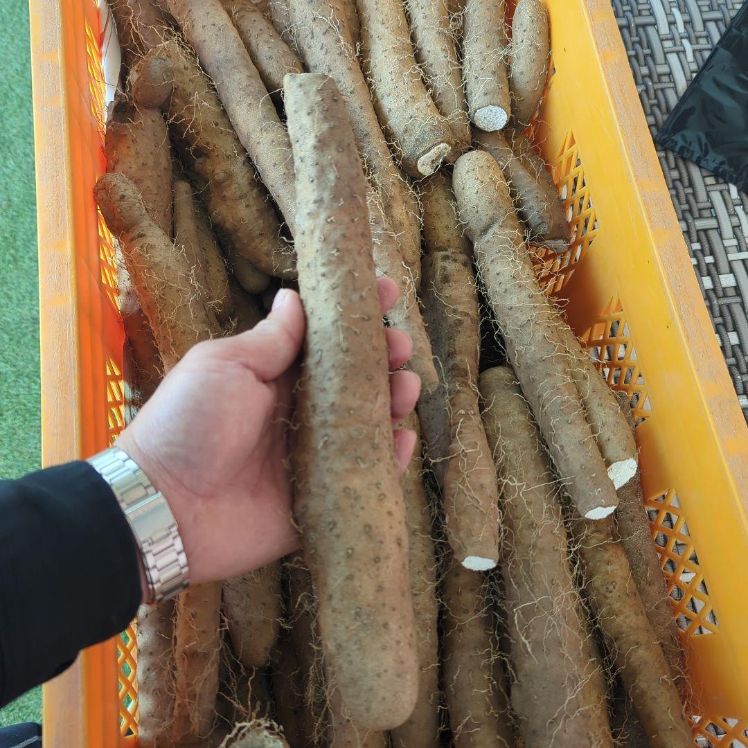 鳥取県産　長芋（ねばりっこ）10キロ　規格外　良型
