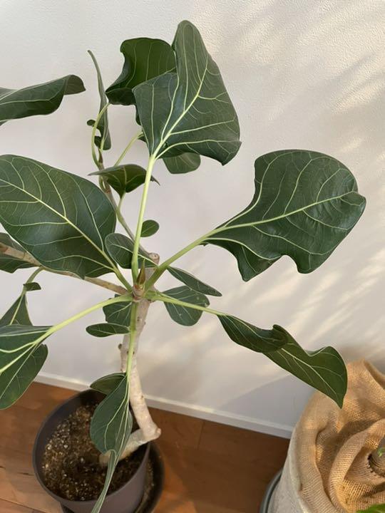 希少 クリシュナボダイジュ 観葉植物 インテリアグリーン