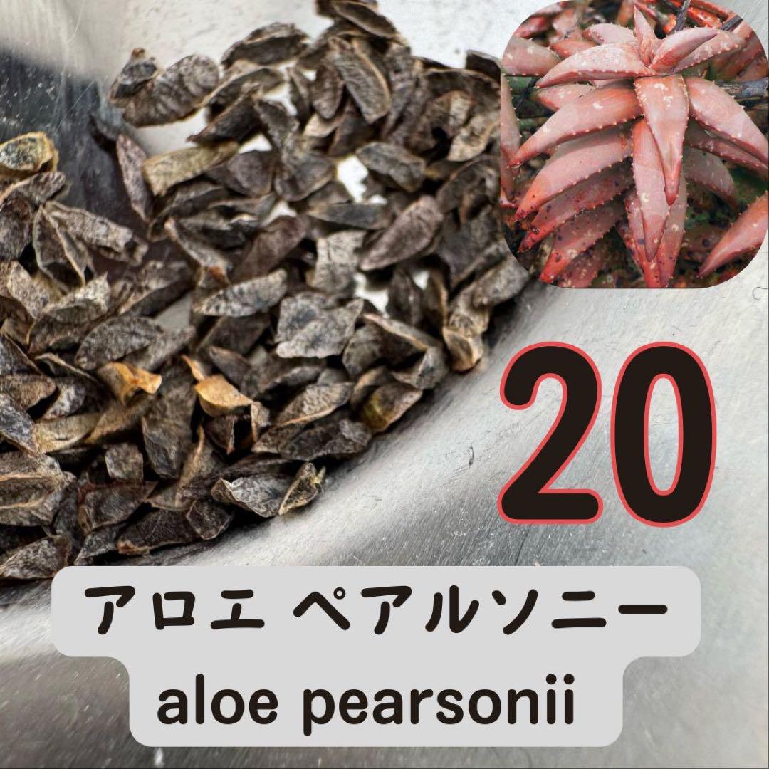 種子20粒 aloe pearsonii アロエ ペアルソニー - メルカリ