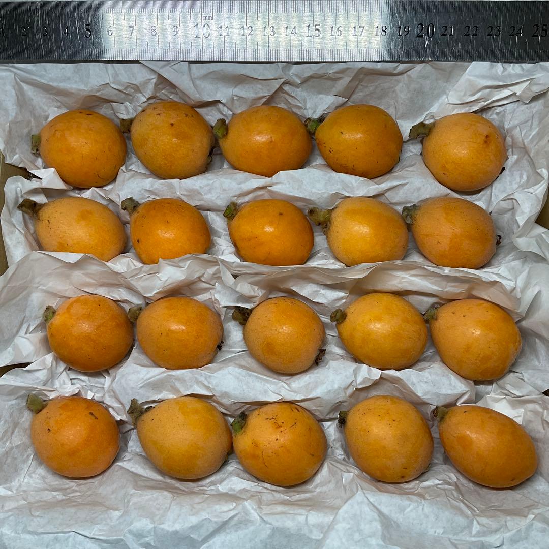 まねきねこ様 ② 新甘泉 無料発送 その他 | khaledalahmadi.com