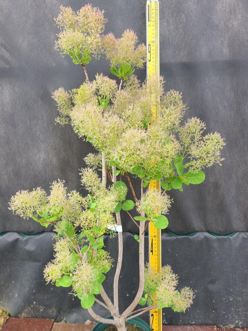 SW8スモークツリー白花接木高さ80cm6号鉢物大苗マロンホワイト