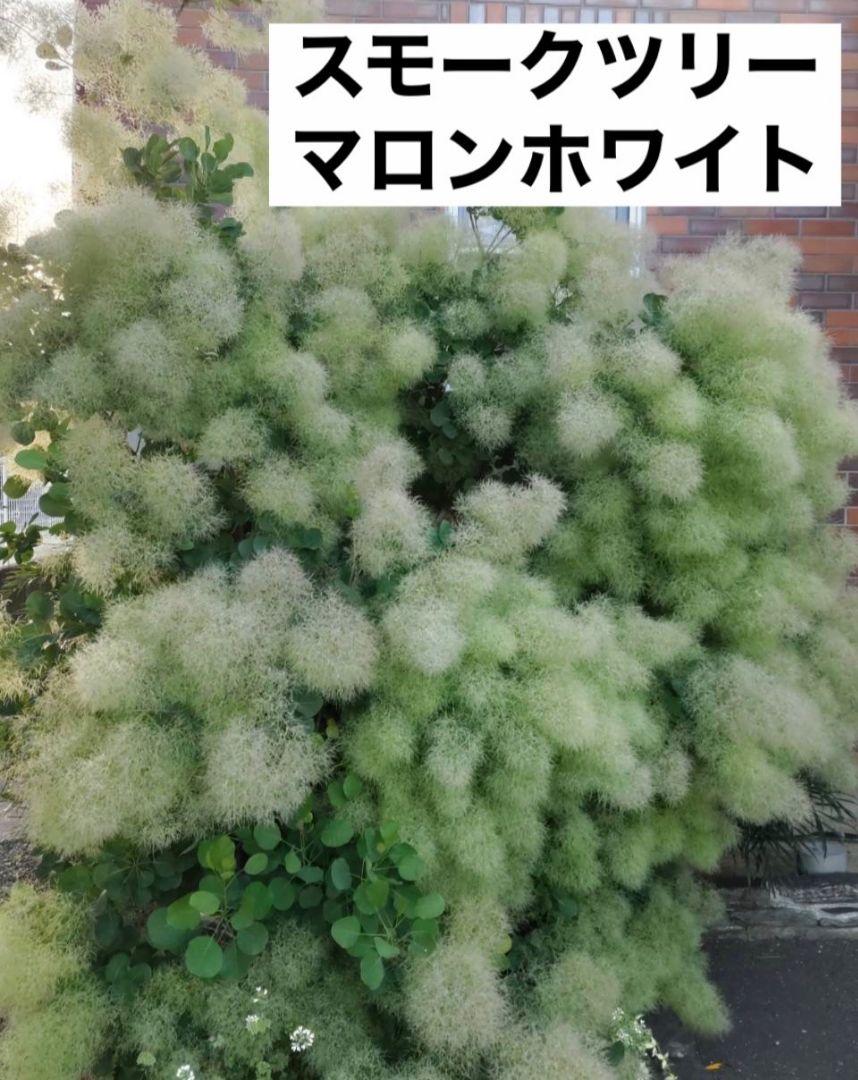 SW8スモークツリー白花接木高さ80cm6号鉢物大苗マロンホワイト