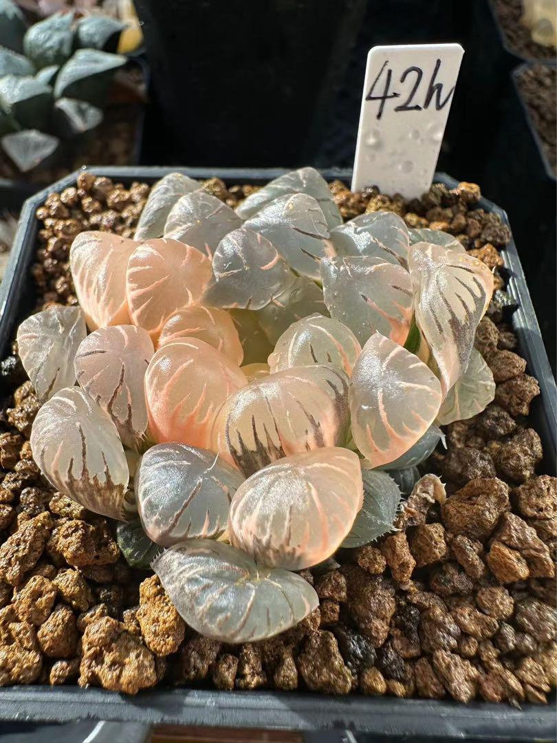 42h ハオルチア 多肉植物　OB-1 錦　自家繁殖