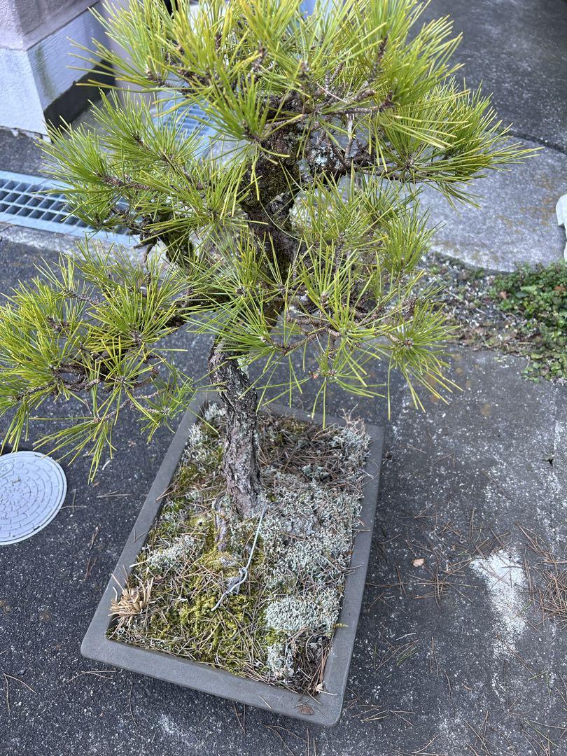 赤松 盆栽