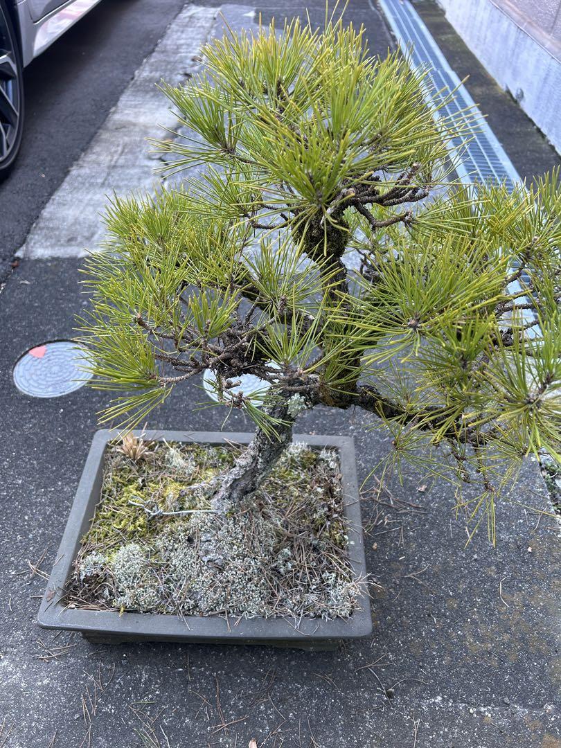 盆栽 中型サイズ