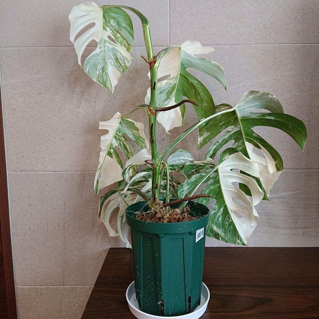 モンステラ 斑入り ホワイトタイガー 茎伏せ ボルシギアナ