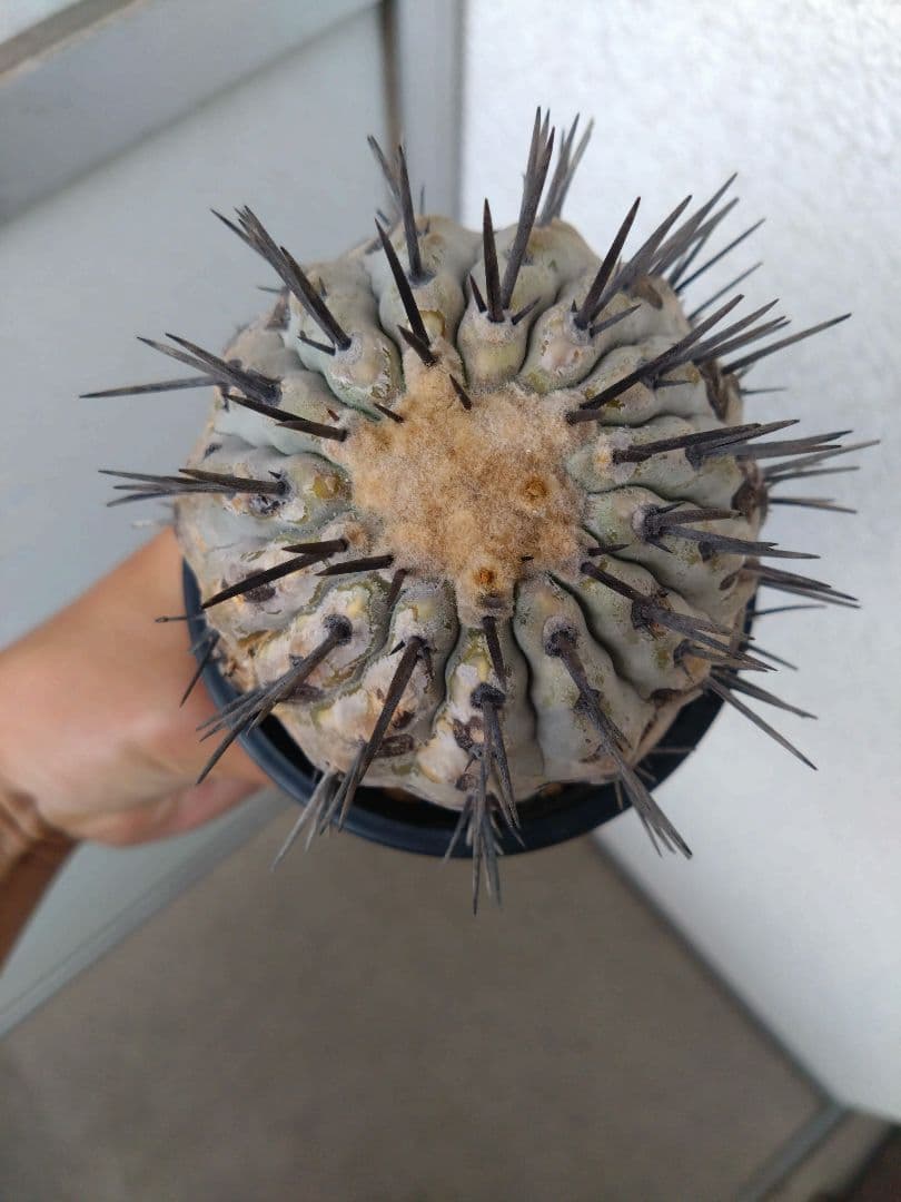 黒王丸 コピアポア