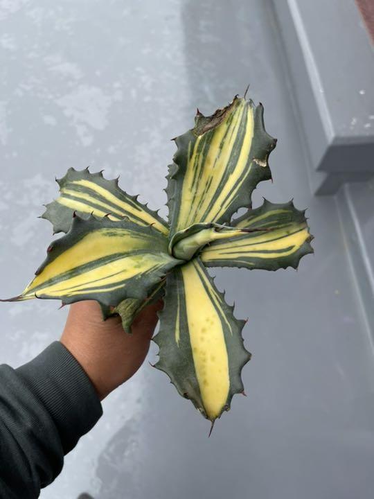 多肉植物アガベ フェロックス 錦特别価格