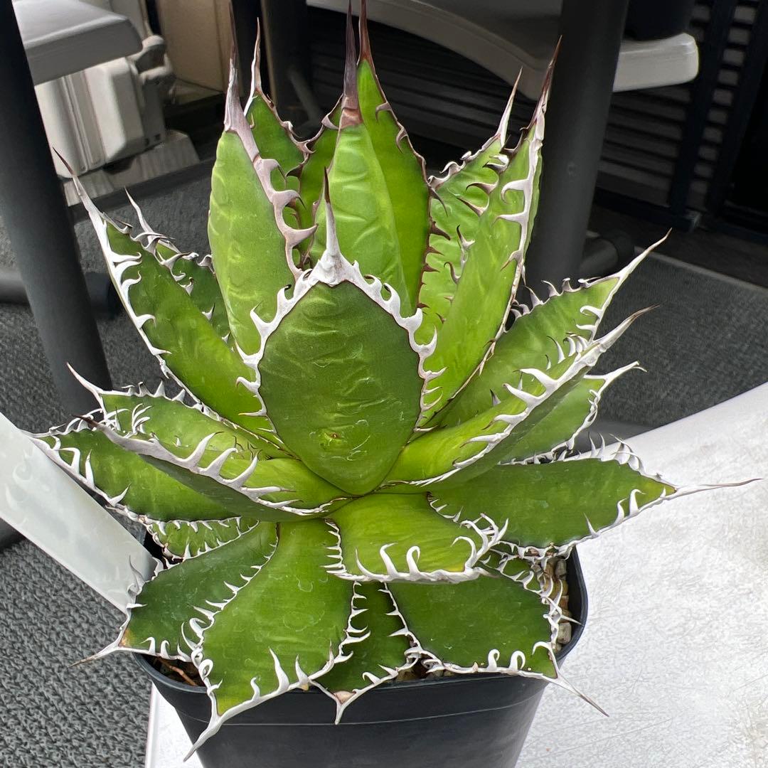 アガベ US産ホリダ① 6,880円