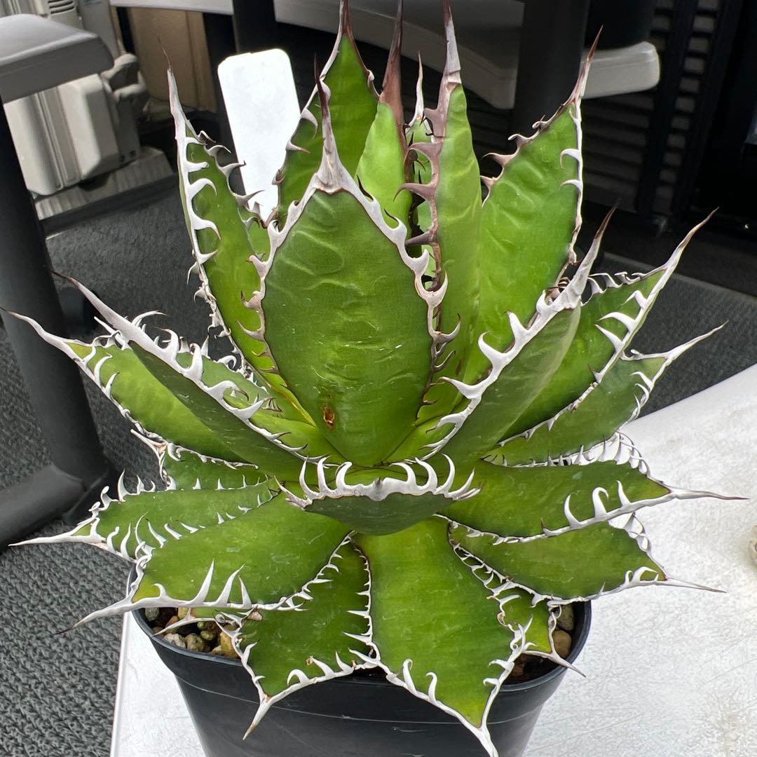 アガベ　US産ホリダ①