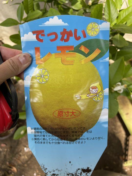 HOT新品 でっかいレモン ポンテローサ fsU6F-m21343053217 好評超激得