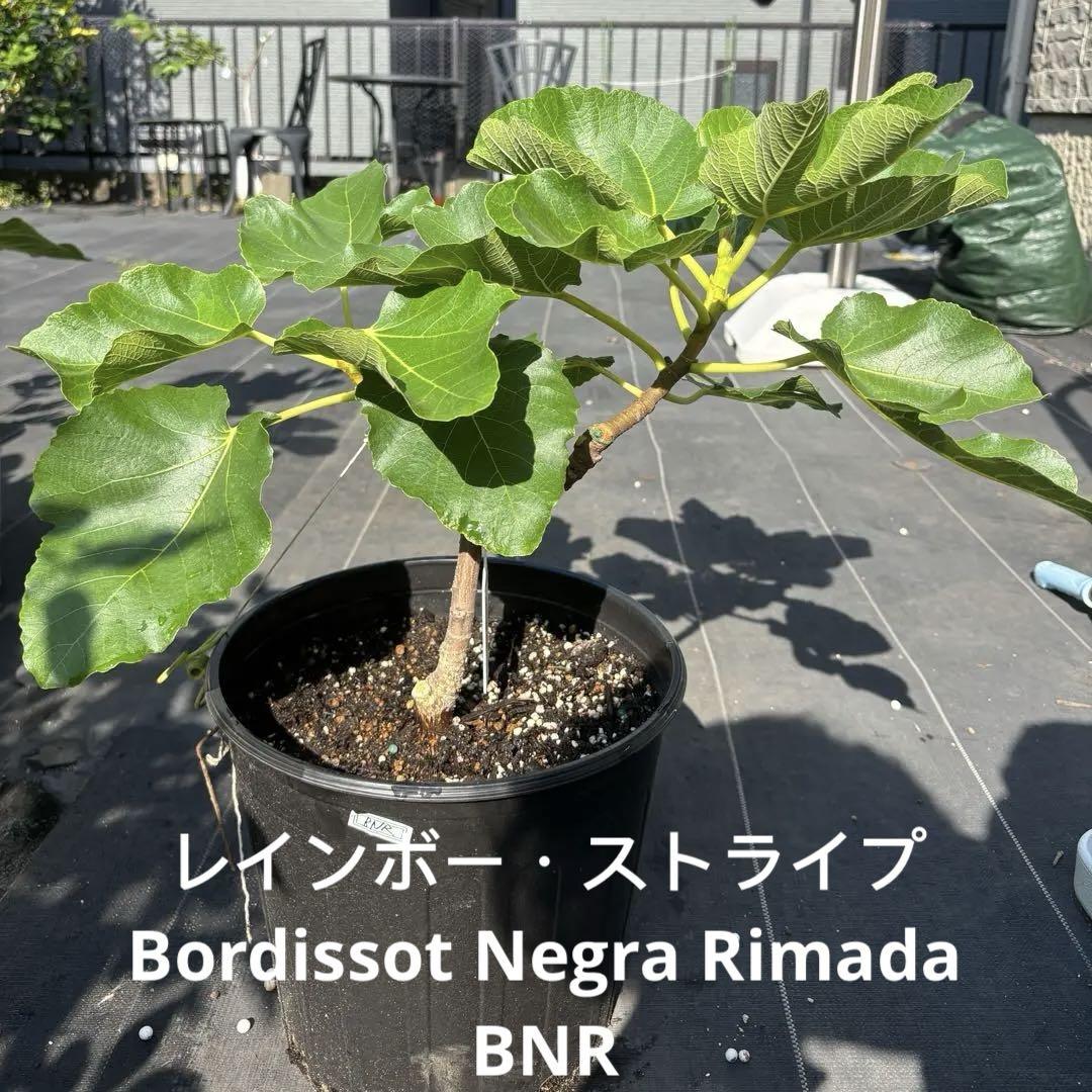 レインボー・ストライプBordissot Negra RimadaいちじくBNR