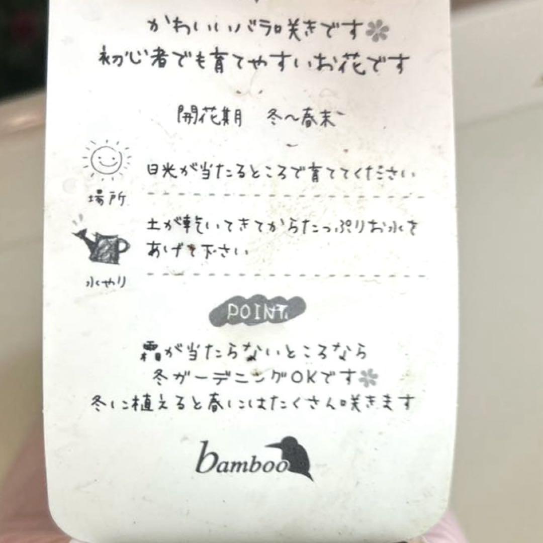 バラ咲き ラナンキュラス
