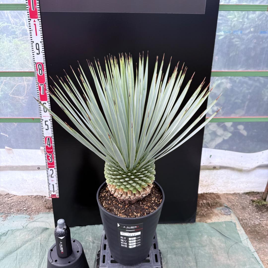 AL1025 ユッカ ロストラータやや傷や汚れあり YUZUMIYA_COM