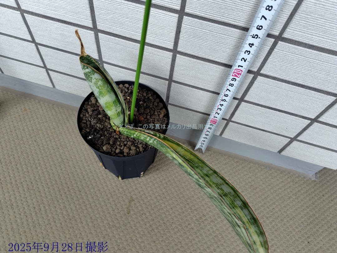 variegatedやや傷や汚れあり