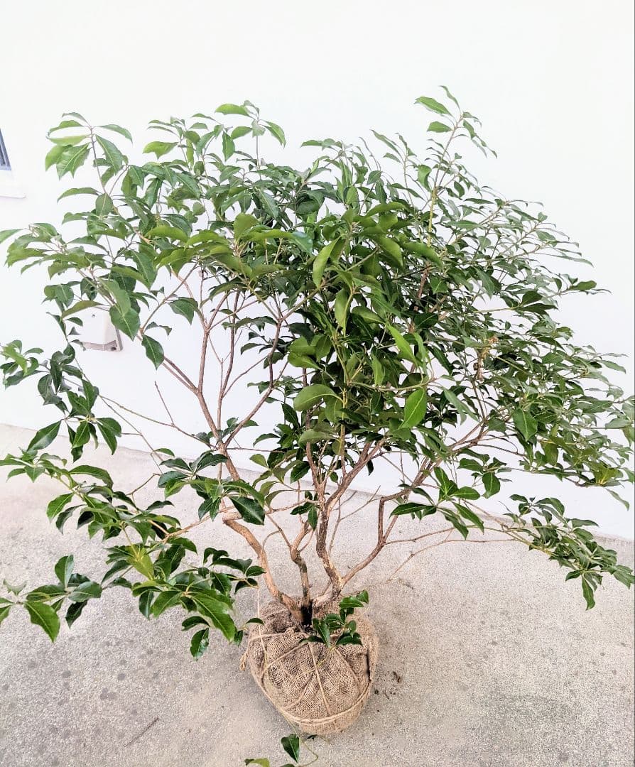 山採り天然木 素敵なアセビ株 Kokusanhin 植物 観葉植物 Theparkgym Com 山採り天然木 素敵なアセビ株 Kokusanhin 植物 観葉植物 Theparkgym Com