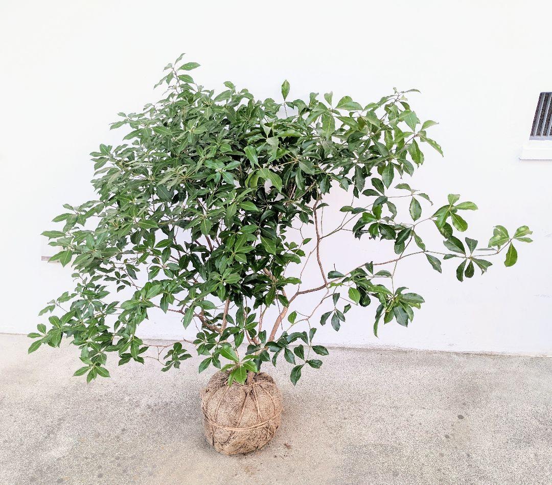 山採り天然木 素敵なアセビ株 Kokusanhin 植物 観葉植物 Theparkgym Com 山採り天然木 素敵なアセビ株 Kokusanhin 植物 観葉植物 Theparkgym Com