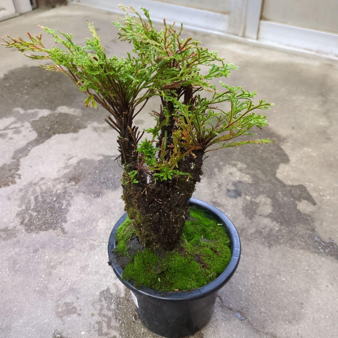 アスナロやや傷や汚れあり