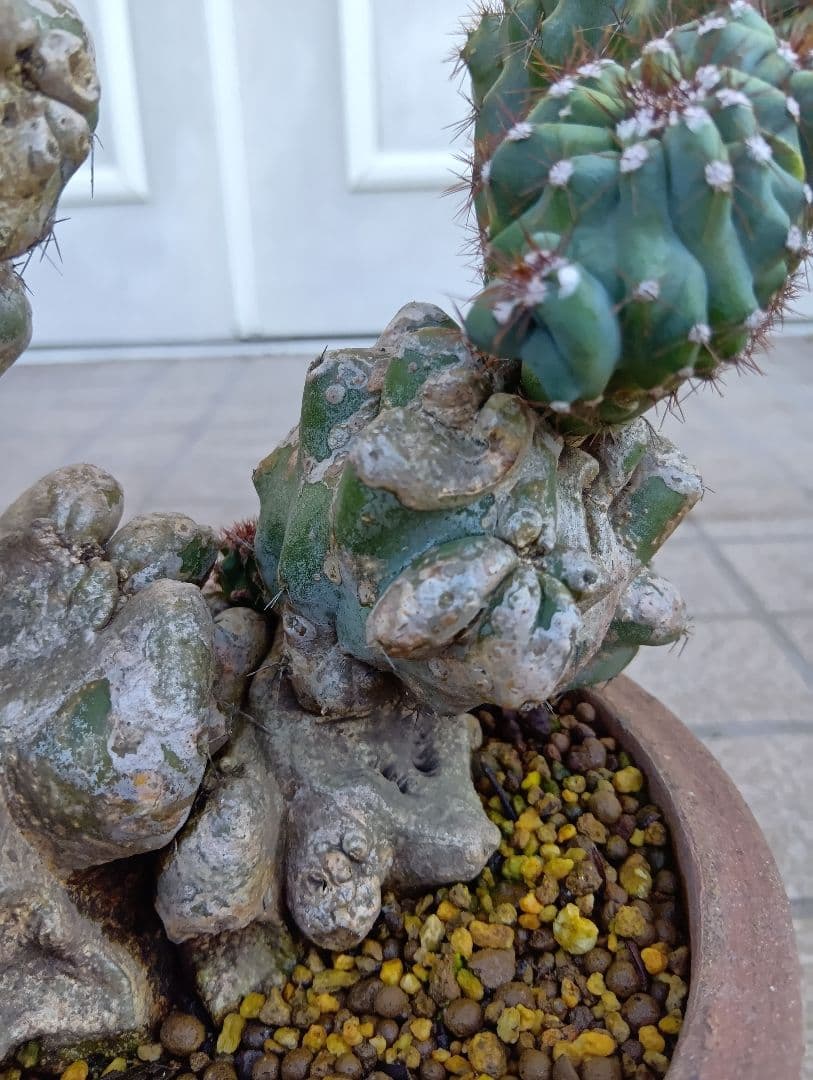 セレウス 岩石獅子 綴化サボテンです。さらに木質化! セレウス 岩石獅子 綴化サボテンです。さらに木質化!