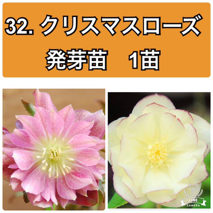 メルカリ 32 クリスマスローズ 発芽苗 芳香性フレグランスイルミリオンピコティhyb 植物 観葉植物 4 000 中古や未使用のフリマ メルカリ 32 クリスマスローズ 発芽苗 芳香性フレグランスイルミリオンピコティhyb 植物 観葉植物 4 000 中古や未使用のフリマ