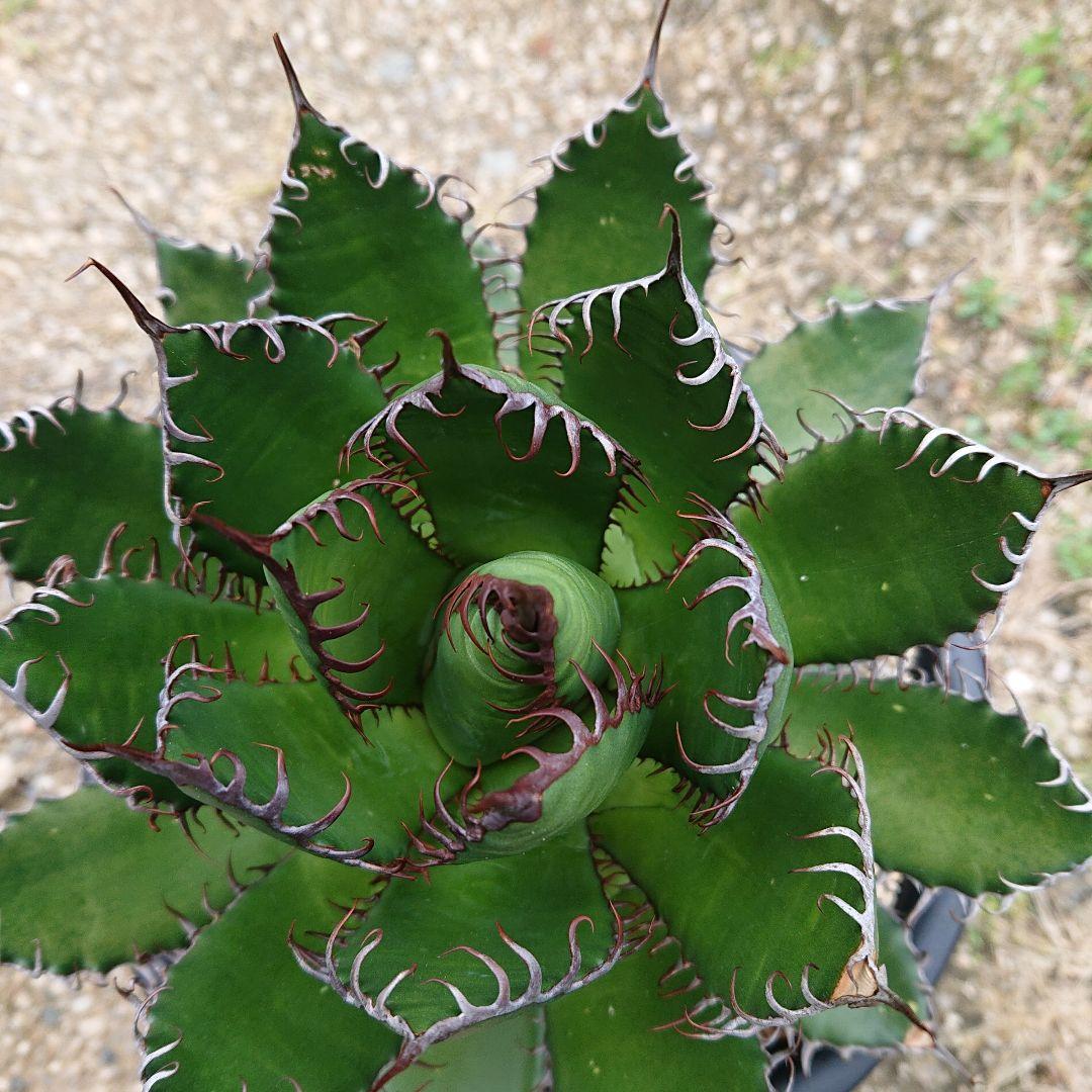 安心発送】 特選 アガベ US株 ホリダ 植物/観葉植物 - iwd.hkust.edu.hk