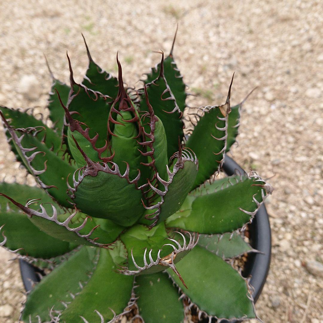 優先配送 特選 アガベ US株 ホリダ 植物/観葉植物