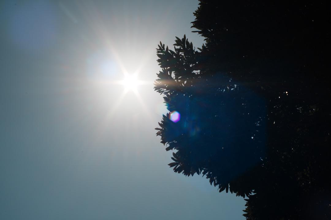 【珍個体】Carl Zeiss Planar 50mm F1.4 AEJ 030
