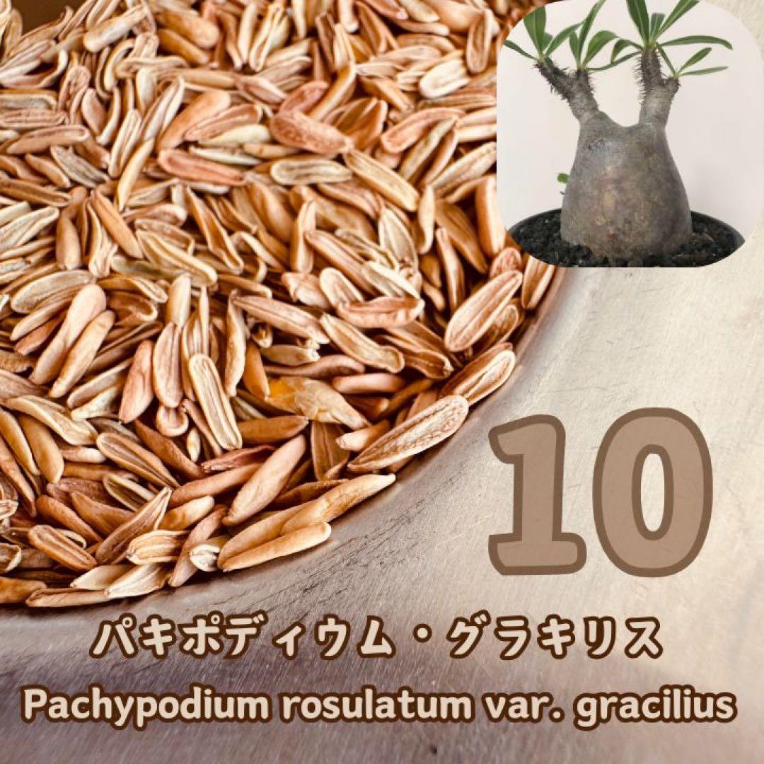 大量入荷 10粒 種子 パキポディウム THE塊根植物 象牙宮 グラキリス 塊根植物・コーデックス